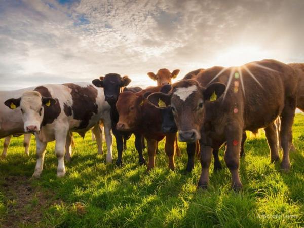 A full-cycle enterprise for fattening livestock, processing and selling meat