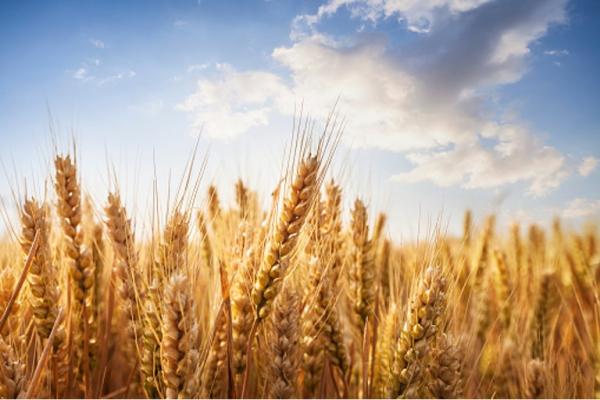 Construction of a plant for deep complex processing of wheat grain (stratch, gluten) in the Kostanay region